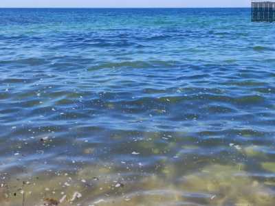 L�inquinamento in mare si materializza nella formazione di schiuma e bolle nei pressi del bagnasciuga